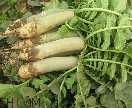 青蘿卜是轉(zhuǎn)基因嗎？如何辨別濰縣蘿卜真假