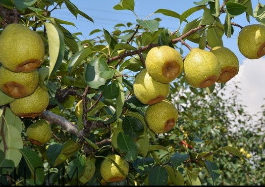 萊陽梨怎么催熟？萊陽梨汁多少錢一箱