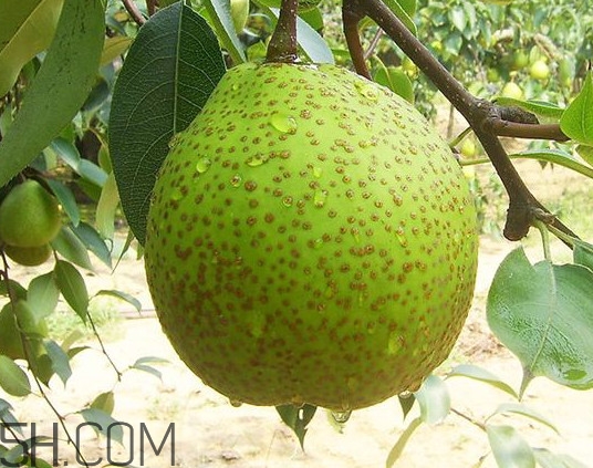 為什么萊陽(yáng)梨好吃？萊陽(yáng)梨的功效與作用