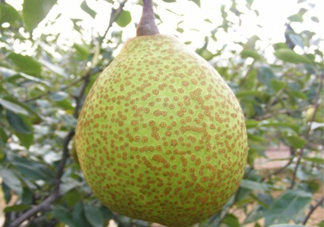 萊陽梨是哪里的？萊陽梨是什么梨