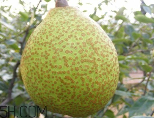 萊陽梨是哪里的？萊陽梨是什么梨