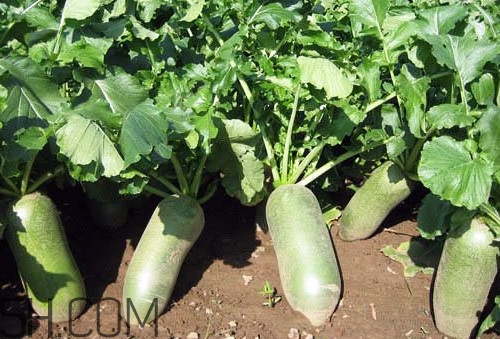 沙窩蘿卜是沙子里的蘿卜嗎？沙窩蘿卜產(chǎn)地是哪兒