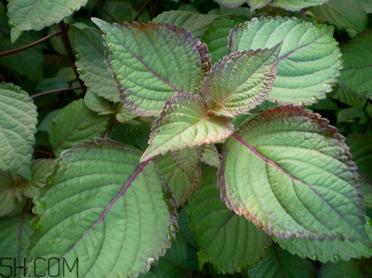 紫蘇的功效和作用是什么？紫蘇可以和雞蛋就一起吃嗎？