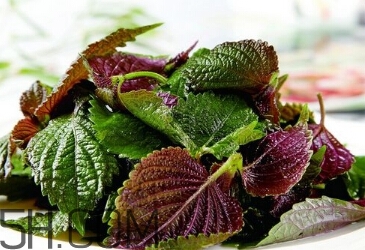 紫蘇的功效和作用是什么？紫蘇可以和雞蛋就一起吃嗎？