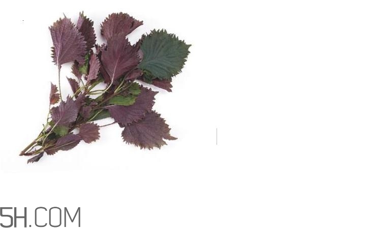 紫蘇的功效和作用是什么？紫蘇可以和雞蛋就一起吃嗎？