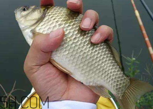 鯽魚變黑是什么原因 黑鯽魚和白鯽魚哪個好 鯽魚變黑是什么原因 黑鯽魚和白鯽魚哪個好