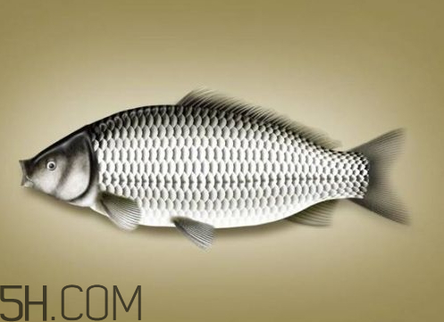 鯽魚變黑是什么原因 黑鯽魚和白鯽魚哪個好 鯽魚變黑是什么原因 黑鯽魚和白鯽魚哪個好