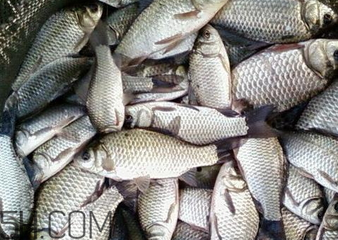 鯽魚臭了還能吃嗎 鯽魚有點(diǎn)臭了還能吃嗎 鯽魚臭了還能吃嗎 鯽魚有點(diǎn)臭了還能吃嗎