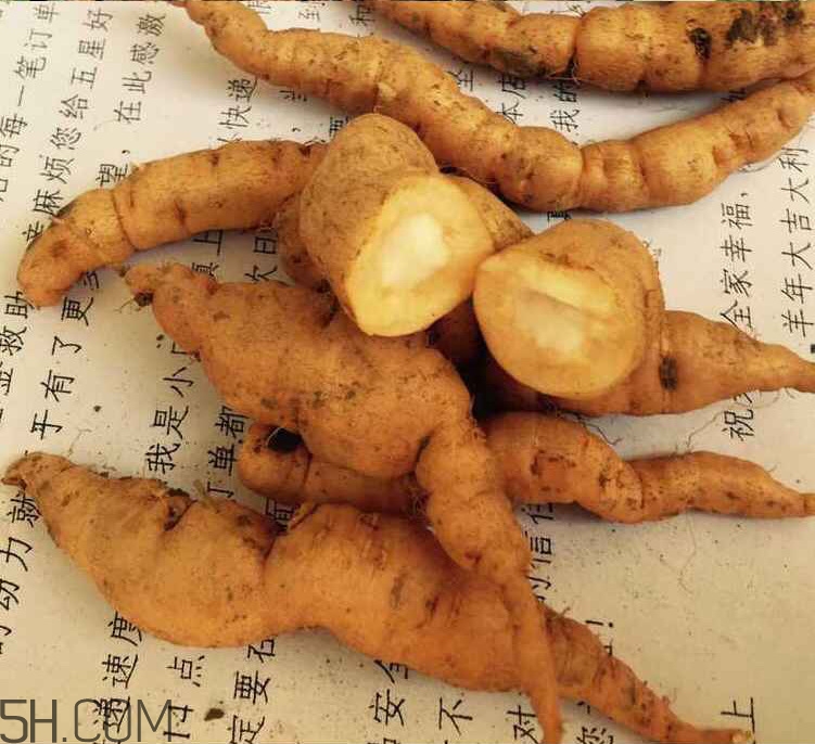 鮮地黃是什么？鮮地黃有什么功效？