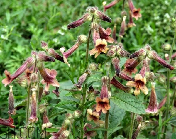 鮮地黃為什么要冷凍？鮮地黃有沒有什么副作用？