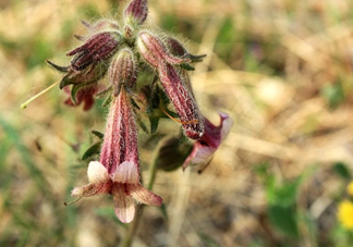鮮地黃價格怎么樣？哪些人不能吃鮮地黃？