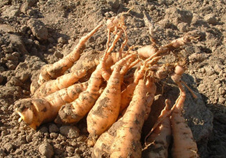 鮮地黃可以泡水喝嗎？鮮地黃和生地黃有什么區(qū)別嗎？