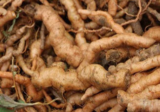 鮮地黃是什么？鮮地黃有什么功效？