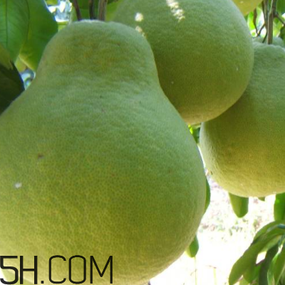 吃柚子頭暈怎么回事？吃柚子頭暈怎么辦？