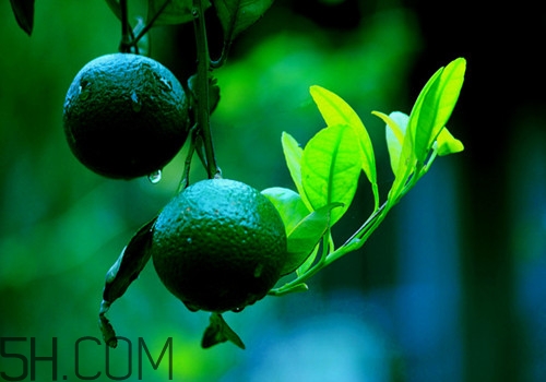 吃橘子頭暈怎么回事？吃橘子頭暈怎么辦？