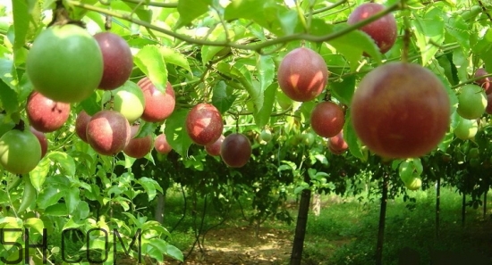 百香果放冰箱能放幾天？怎么判斷百香果壞沒壞？