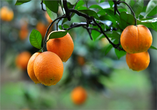 吃橘子頭暈怎么回事？吃橘子頭暈怎么辦？