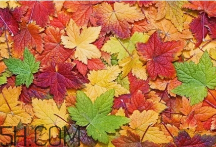 楓糖色口紅是什么顏色？楓糖色口紅試色