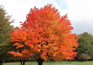 楓糖色口紅哪個(gè)牌子好？楓糖色口紅推薦