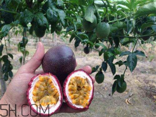 百香果和柿子可以一起吃嗎？百香果和柿子一起吃怎么樣？