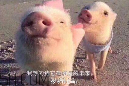 豬精女孩健康養(yǎng)生指南有哪些？豬精女孩健康養(yǎng)生指南是什么？