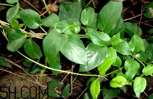 什么是雞矢藤？雞矢藤的功效與作用是什么？