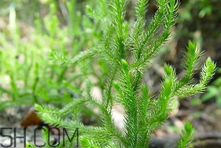 什么是伸筋草？伸筋草的功效與作用是什么？