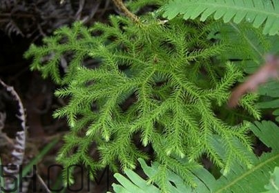 什么是伸筋草？伸筋草的功效與作用是什么？