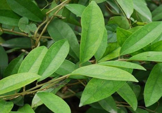 什么是丁公藤？丁公藤的功效與作用是什么？