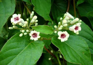 什么是雞矢藤？雞矢藤的功效與作用是什么？