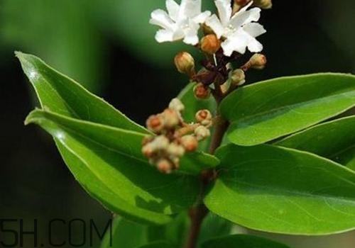 什么是丁公藤？丁公藤的功效與作用是什么？