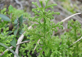 什么是伸筋草？伸筋草的功效與作用是什么？