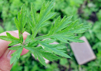 艾葉草洗澡有什么好處？怎么挑選艾葉草？