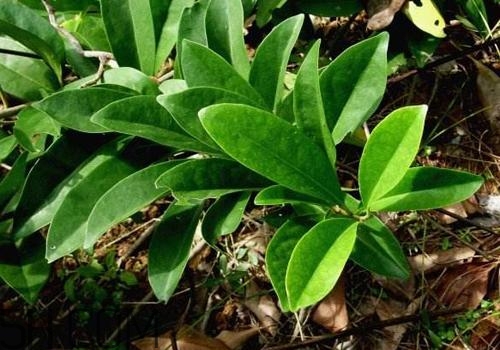 什么是丁公藤？丁公藤的功效與作用是什么？