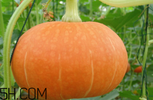 南瓜可以天天吃嗎？南瓜經(jīng)常吃有什么好處和壞處呢？