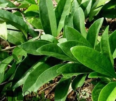 什么是丁公藤？丁公藤的功效與作用是什么？