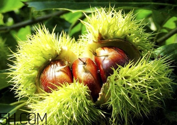 一歲寶寶能吃板栗嗎？寶寶吃板栗的做法有哪些？