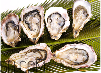 吃生蠔應(yīng)該注意哪些事項？生蠔與牡蠣的區(qū)別