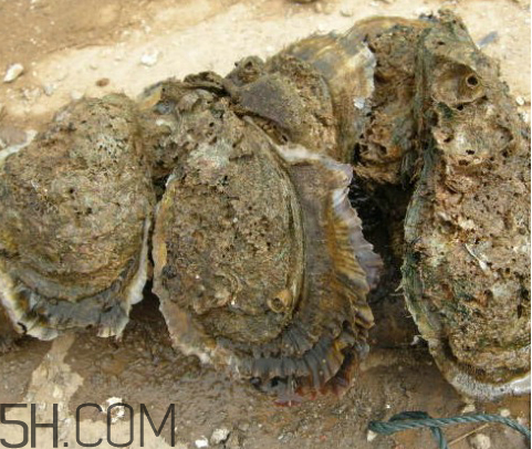 吃生蠔應(yīng)該注意哪些事項？生蠔與牡蠣的區(qū)別