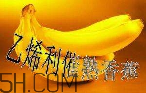 冬天可以吃葡萄嗎？冬天吃葡萄好不好？