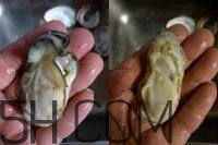 吃生蠔應(yīng)該注意哪些事項？生蠔與牡蠣的區(qū)別