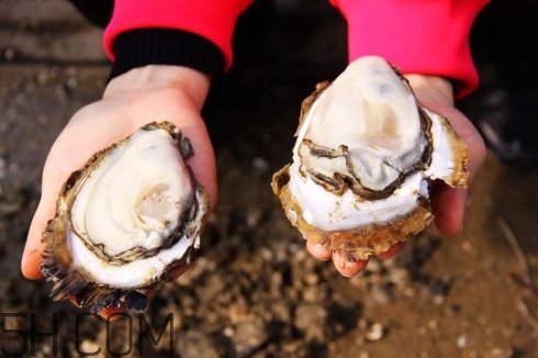 吃生蠔應(yīng)該注意哪些事項？生蠔與牡蠣的區(qū)別