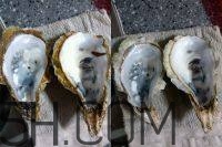 吃生蠔應(yīng)該注意哪些事項？生蠔與牡蠣的區(qū)別