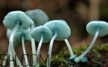 如何判斷生蠔烤熟沒有？生蠔可以和蘑菇一起吃嗎？