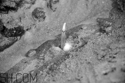 蟶子里面的黑色能吃嗎？蟶子為什么一撒鹽就出來(lái)？