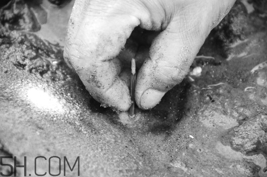 蟶子里面的黑色能吃嗎？蟶子為什么一撒鹽就出來(lái)？