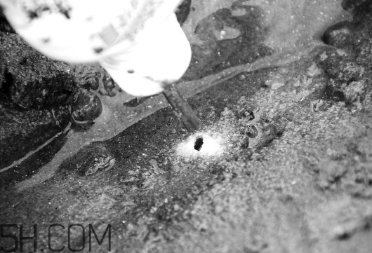 蟶子里面的黑色能吃嗎？蟶子為什么一撒鹽就出來(lái)？