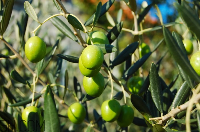 哪些水果吃了能抗氧化？抗氧化的水果有哪些？