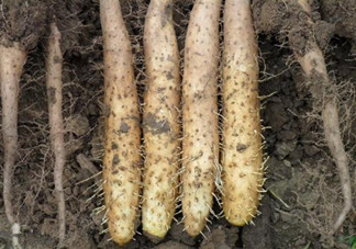 吃山藥對身體健康有什么好處？吃山藥該注意有什么禁忌？