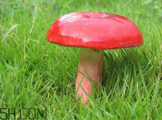 如何鑒別紅菇？紅菇的做法有哪些？